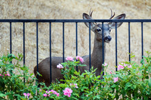 Young Male Deer Looking At Roses In Fenced Backyard