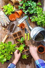 Planting seedlings in greenhouse