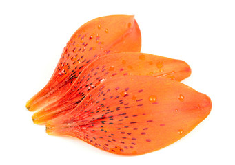 Sticker - Tiger Lily Petals Isolated