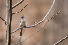 Tufted Titmouse On Branch