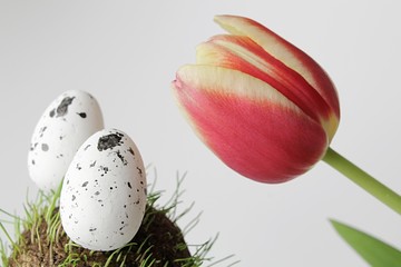 Two white easter eggs on round grass surface and multicoloured tulip flower as decoration