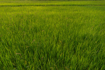 Wall Mural - rice in the farm, rice background