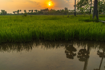 Wall Mural - rice in the farm, rice background