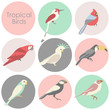 Vector illustration of tropical birds icon
