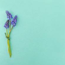 Purple Flower Buds On Turquoise Background