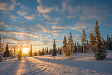 Wall Mural - snowy landscape at sunset, frozen trees in winter in saariselka, lapland, finland
