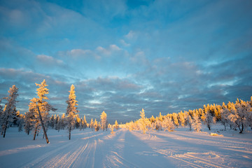 Wall Mural - snowy landscape, frozen trees in winter in saariselka, lapland, finland