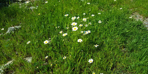 Spring flower daisy