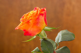 Fototapeta  - czerwona róża kwitnąca na brązowym tle z drzewa