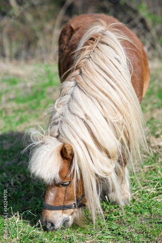 Beautiful Pony With Long Hair In Pony Is A Small Horse Buy This