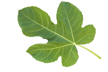 Fig Leaf Isolated On A White Background