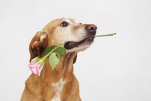 Brown Dog With Pink Rose In Its Mouth.  On The Bright Background. 