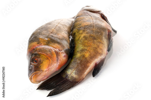 Fényképezés Two fresh raw fishes on a white background