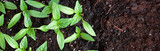 Young green seedlings plants growing in compost trays the view from the top, border design panoramic banner 