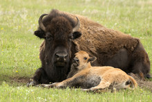 Buffalo And Calf