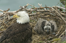 Bald Eagle Mom With Chick In Nest
