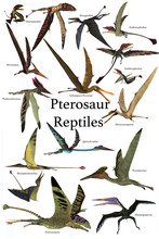 Pterosaur Reptiles - A Collection Of Various Pterosaur Reptiles From Different Prehistoric Periods Of Earth's History.