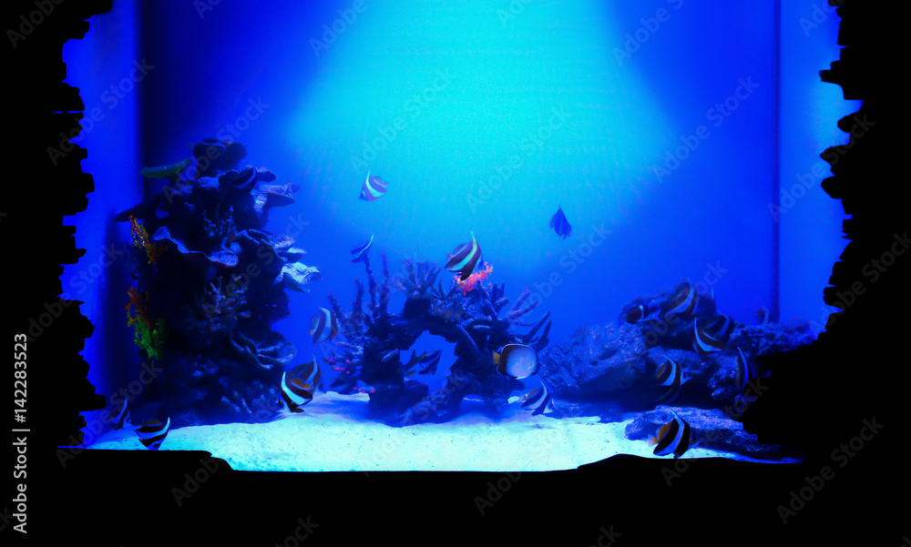 Exotic sea fishes in aquarium