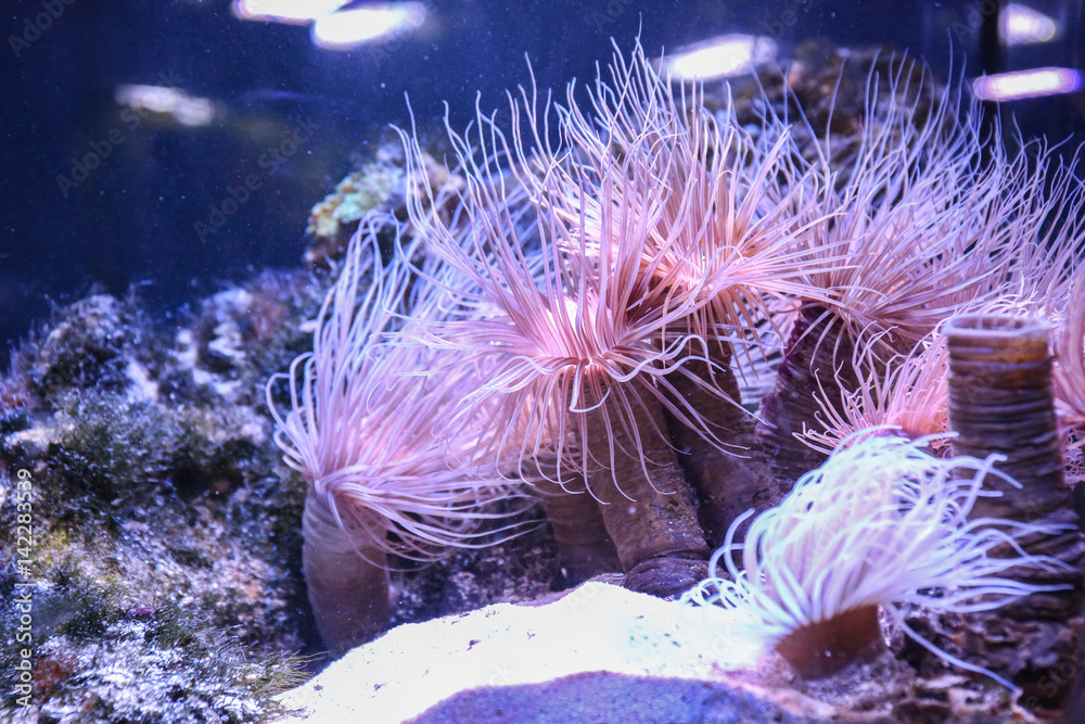 Sea anemones in beautiful aquarium