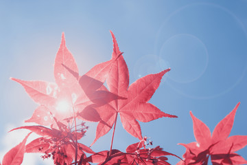 japanese maple leaves with clear blue sky and bright sun background, filtered tones