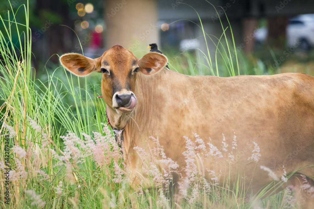 Image of brown cow on nature background. Farm Animal. Stock Photo ...