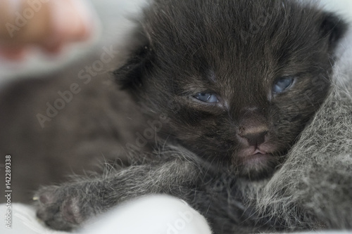 Closeup Of Grey Domestic Long Hair Kitten Buy This Stock Photo