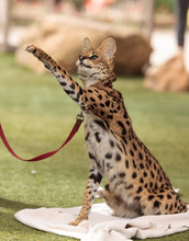 Playful Serval Cat Leptailurus Serval