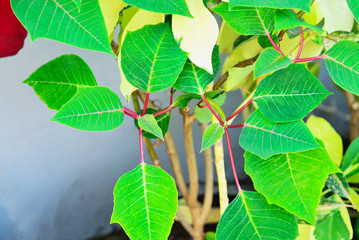 Wall Mural - Leaves