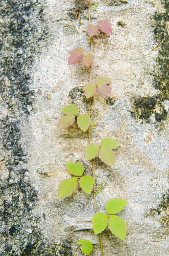 Fotografie, Obraz Poison ivy vine, toxicodendron radicans, growing up the side of a tree