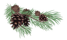 Pine Branch With Cones