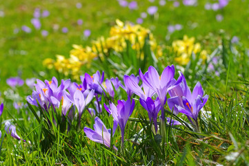 Canvas Print - Drebach Krokuswiesen im Erzgebirge  - Crocus flowers in Drebach, Saxony