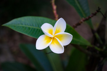 Wall Mural - Frangipani, plumeria flower and leaves