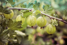 Closeup Of Gooseberries Hanging From A Branch On Blurred Background