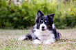 © annaia - border-collie  ligger utomhus i trädgården