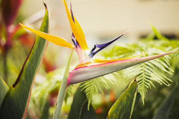 Wall Mural - Bird of paradise plant during the day in the garden. Close up.