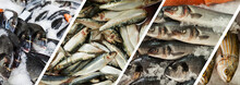 Collage Of Fresh Sea Fish On Ice At Fish Market.