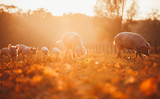 Fototapeta Miasto - Happy piglets playing in leaves at sunset