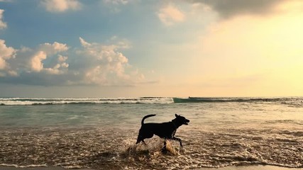 Wall Mural - Happy Dog runs on sandy beach at sunset in Bali island slow motion video. Peaceful and serene scene and relaxing landscape background of sea shore in Asian resort and travel destination