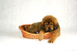 Pies Mastiff Tybetański