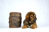 Fototapeta Psy - Pies Mastiff Tybetański 