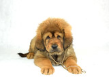 Fototapeta Psy - Pies Mastiff Tybetański