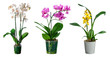 Set of orchid flowers in pot isolated