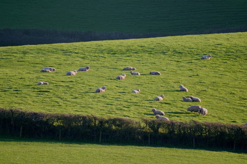 Wall Mural - Landscape with sheep graze on a farmland in Blackdown Hill AONB (Area of Outstanding Natural Beauty) in Devon, England