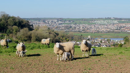 Wall Mural - Herd of sheep graze on the farmland in Axe Valley around town of Seaton in Devon