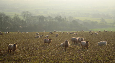 Wall Mural - Herd of sheep graze on the farmland in Axe Valley around town of Seaton in Devon