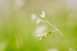 © Thomas Dutour - Macro shot of grass with seeds