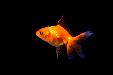 Wall Mural - Goldfish in black background