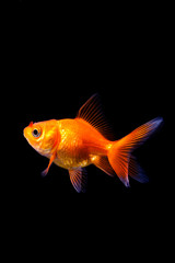 Canvas Print - Goldfish in black background