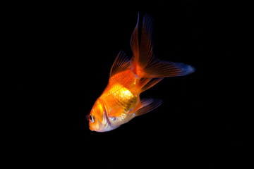 Canvas Print - Goldfish in black background