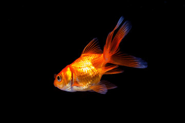 Sticker - Goldfish in black background